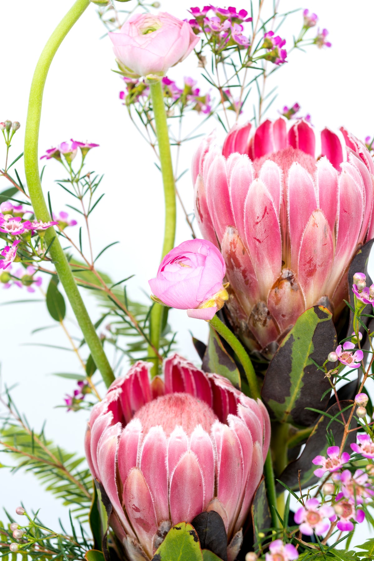 Composición Proteas