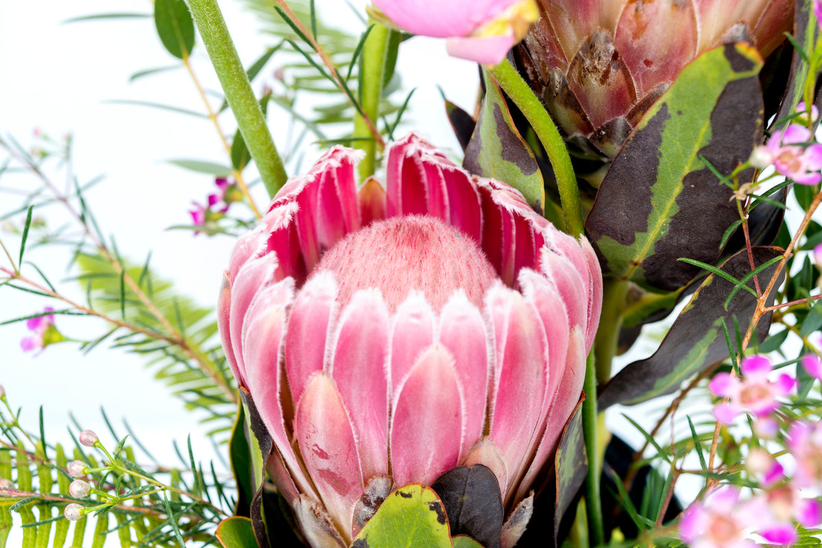 Composición Proteas