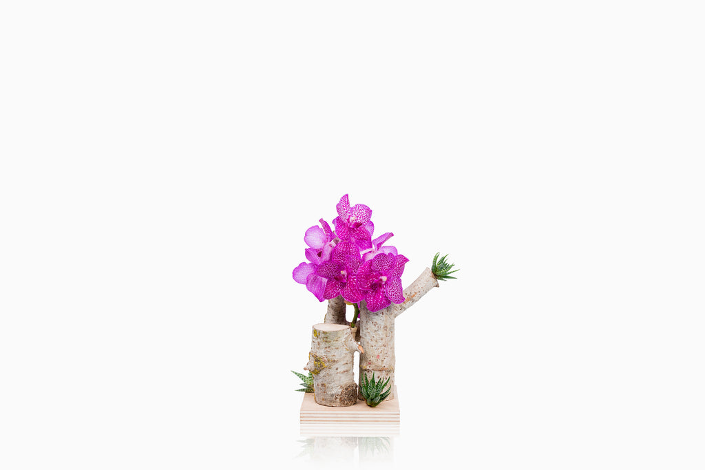 Tronco orquídea