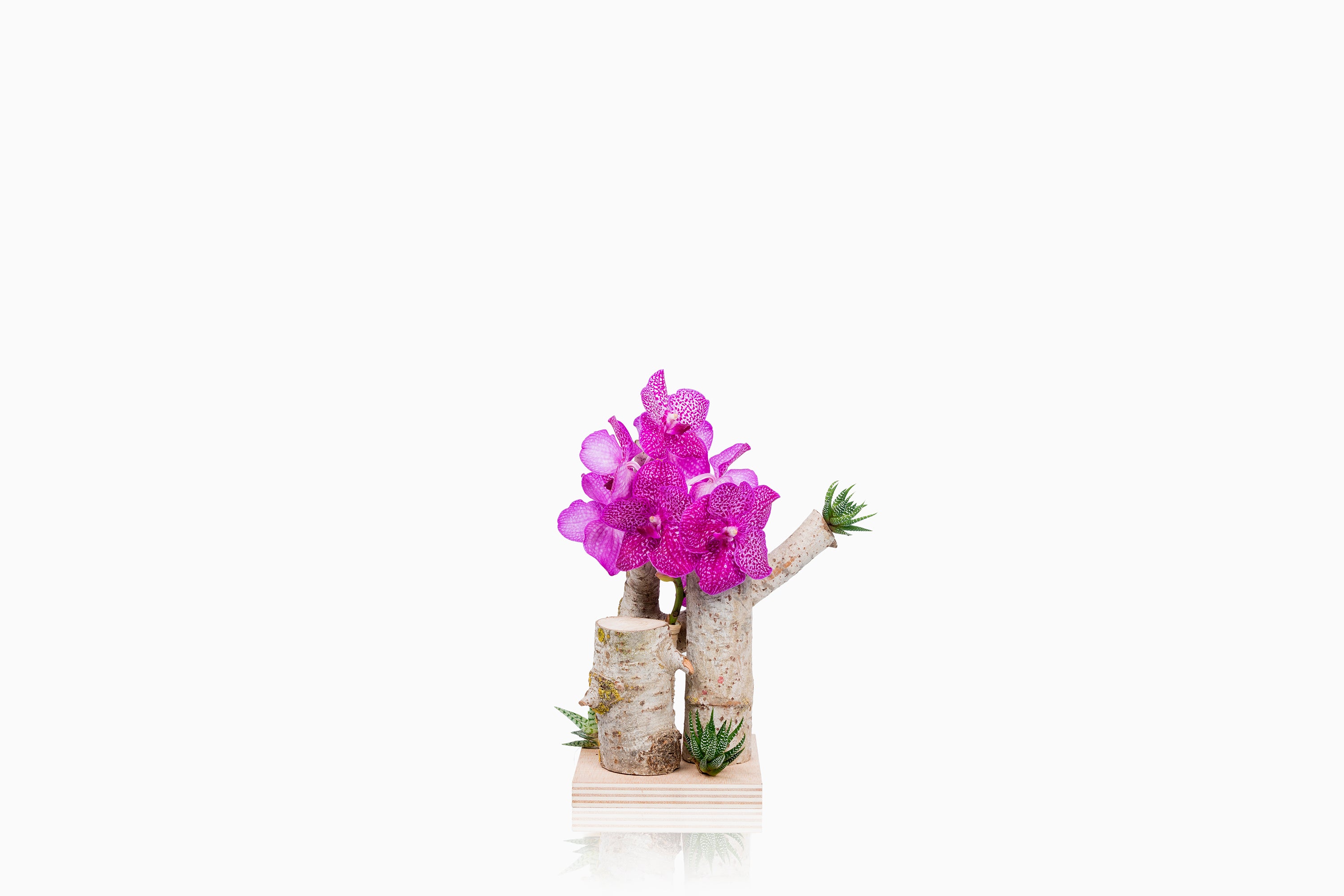 Tronco orquídea