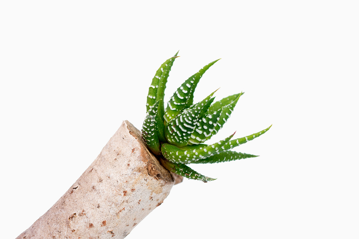 Tronco orquídea