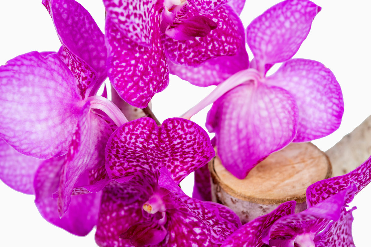 Tronco orquídea