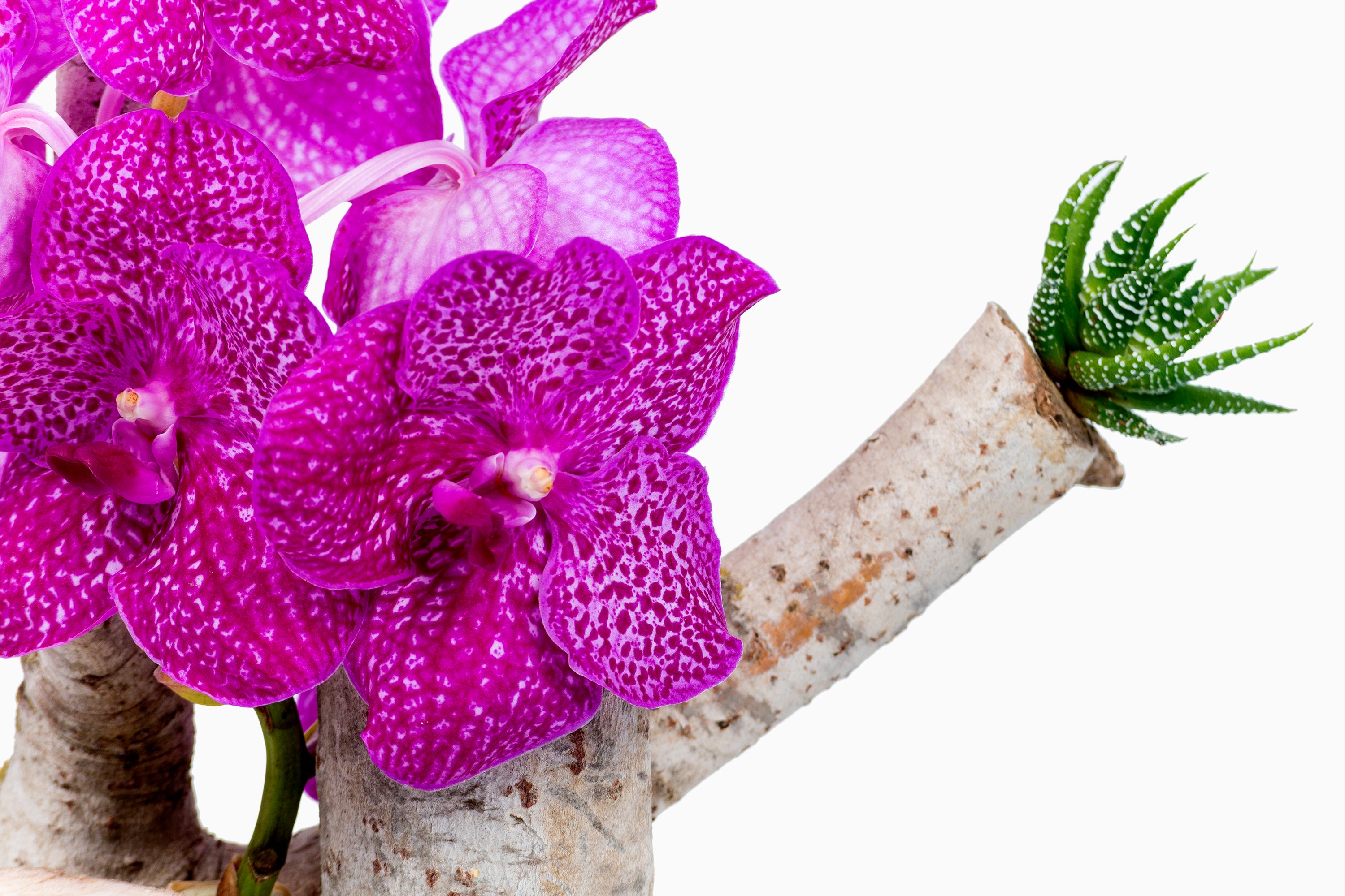 Tronco orquídea