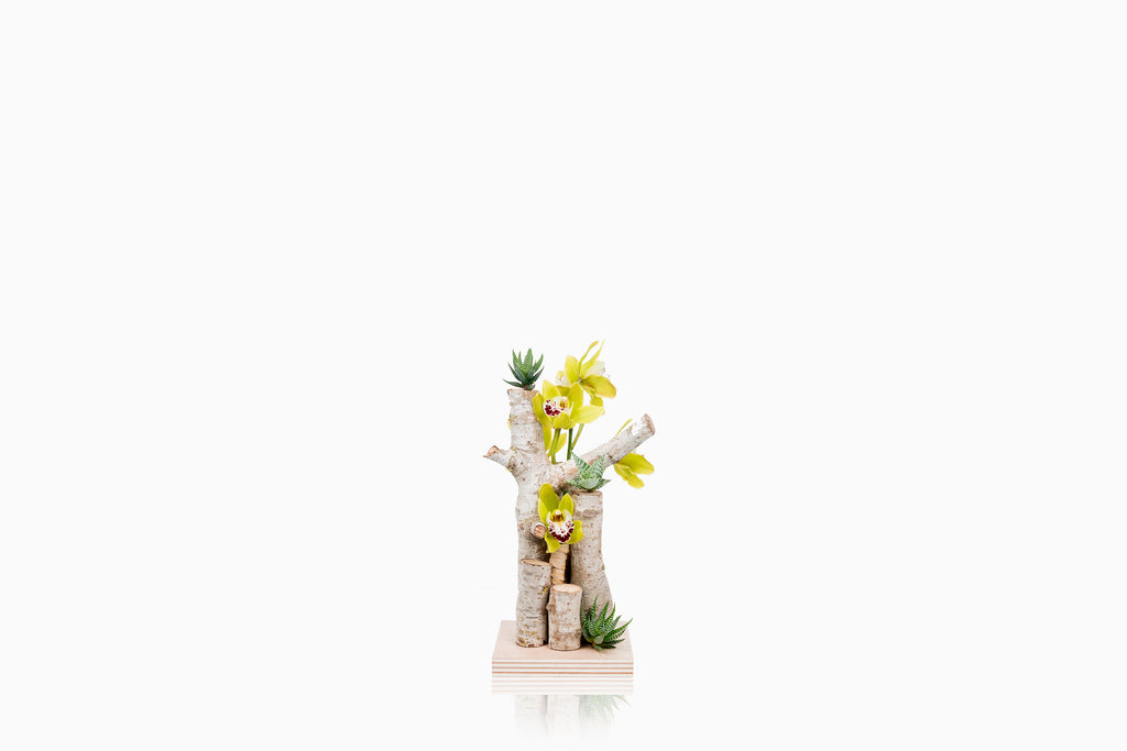 Tronco Cymbidium