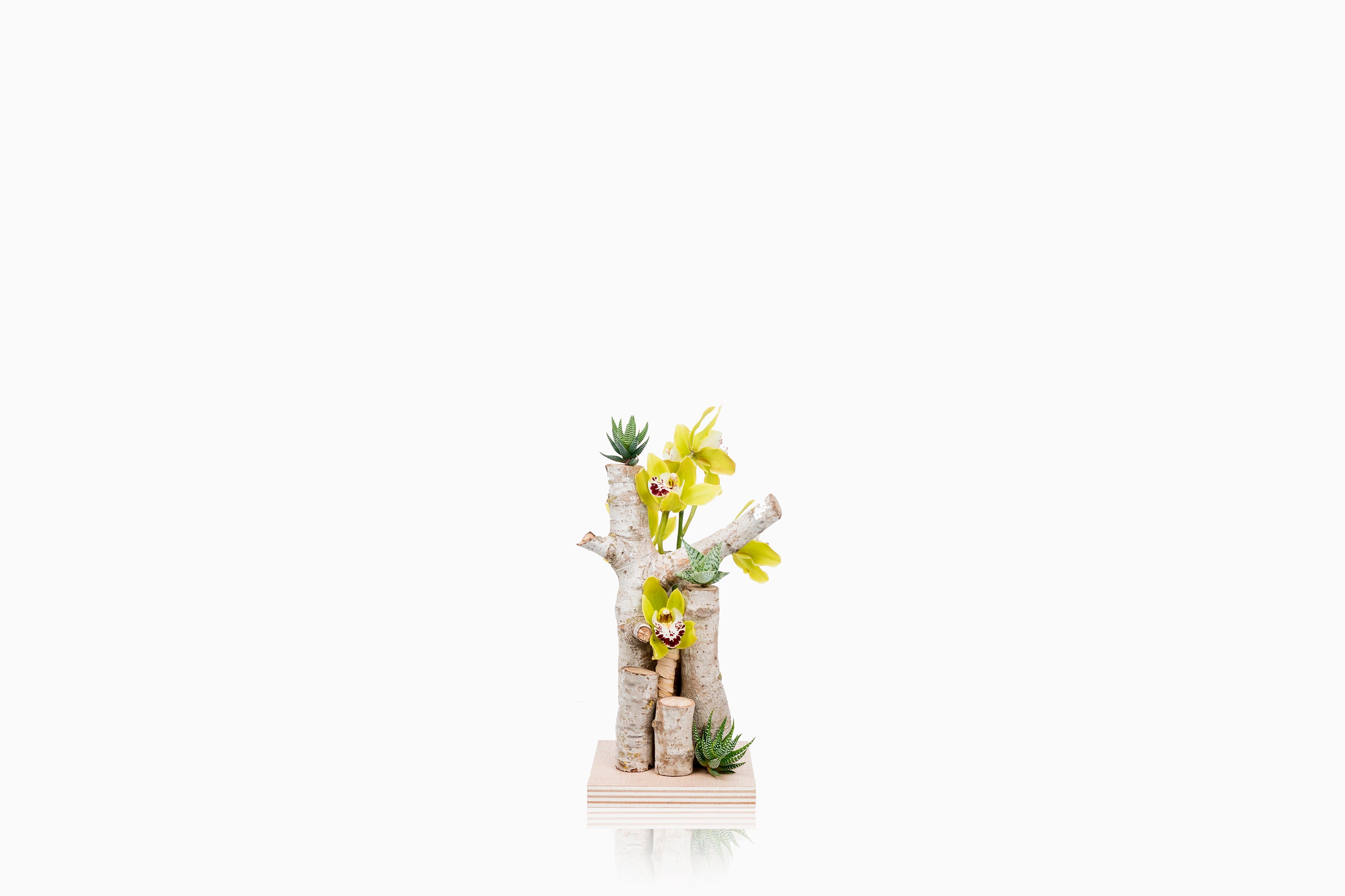 Tronco Cymbidium