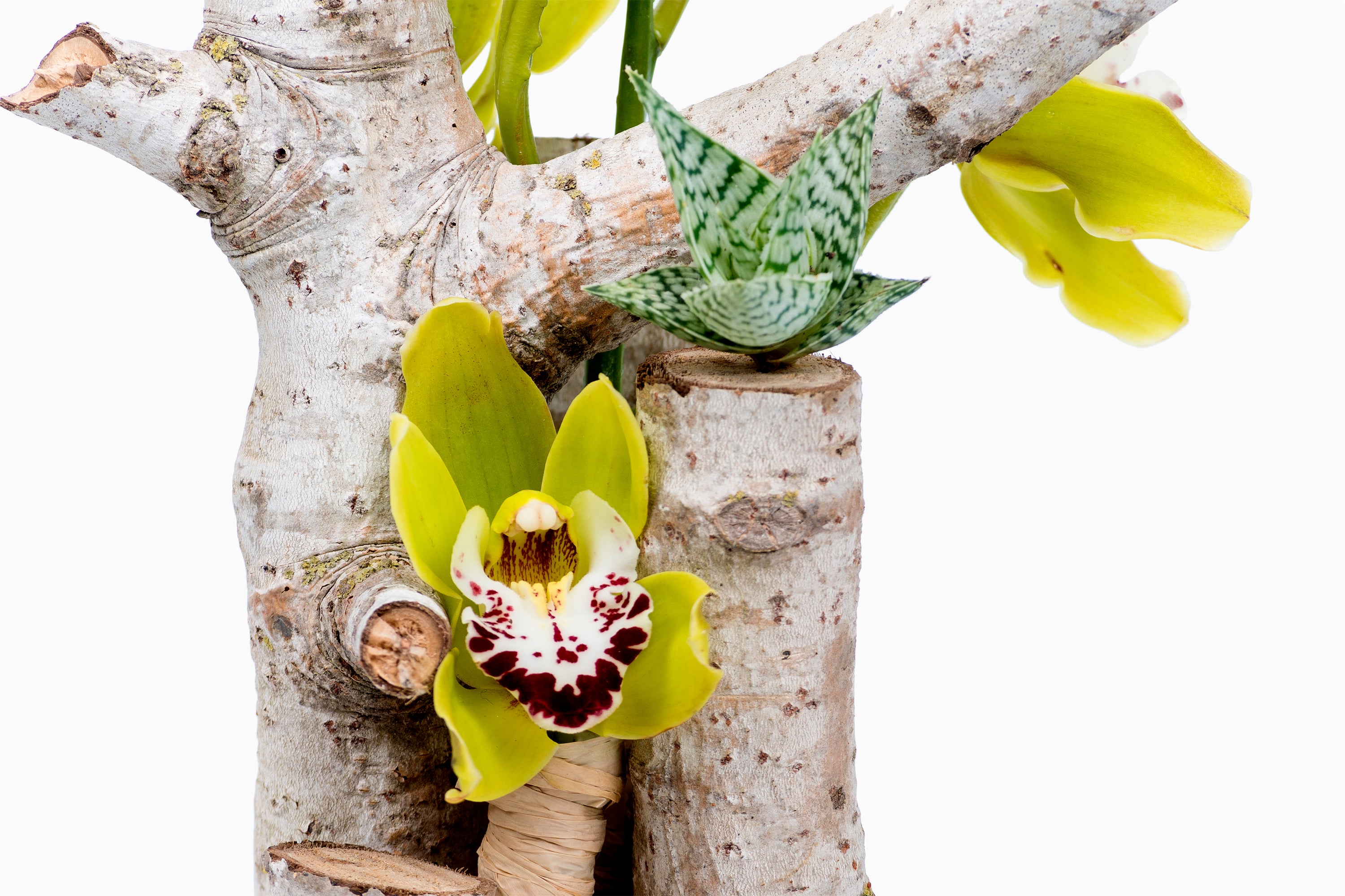 Tronco Cymbidium
