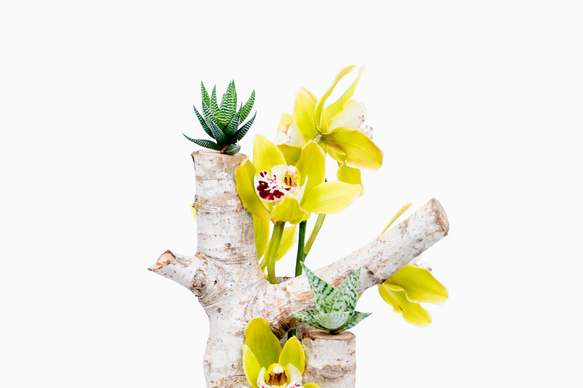 Tronco Cymbidium
