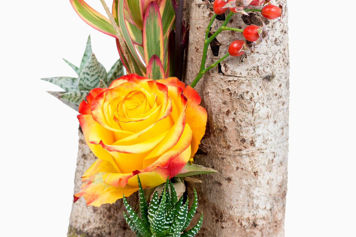 Tronco con Rosas