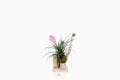 Tronco con Tillandsia