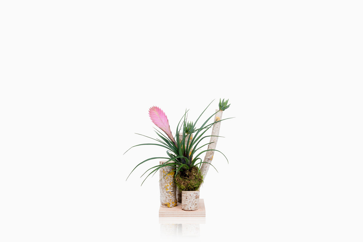 Tronco con Tillandsia