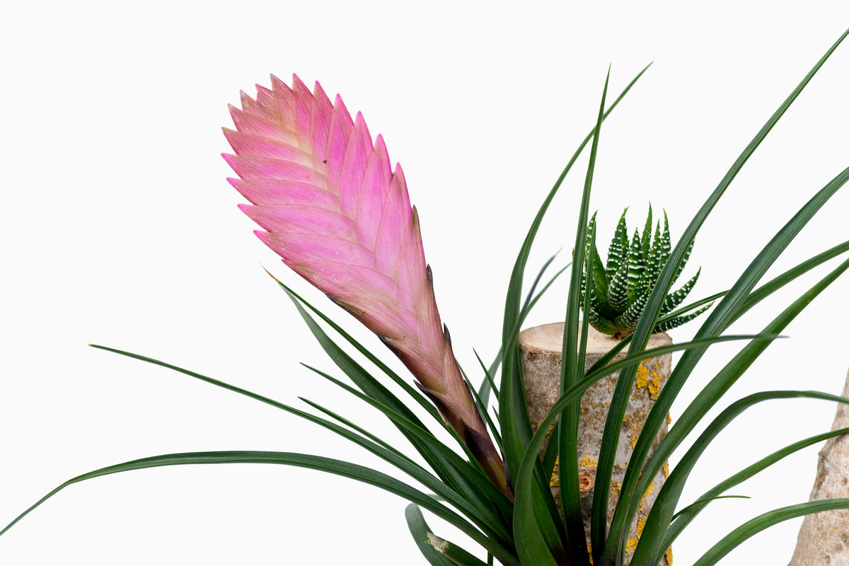 Tronco con Tillandsia