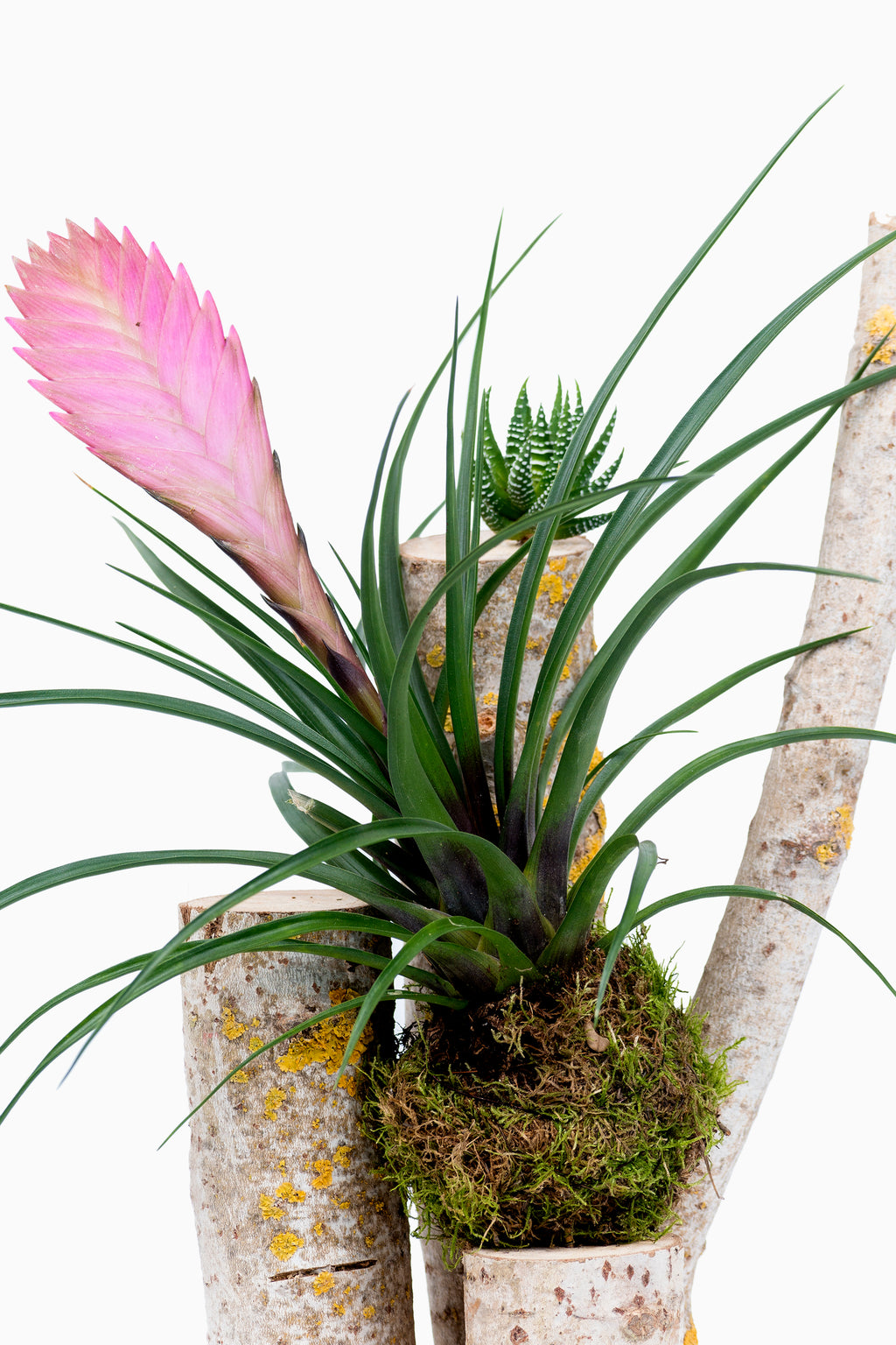 Tronco con Tillandsia