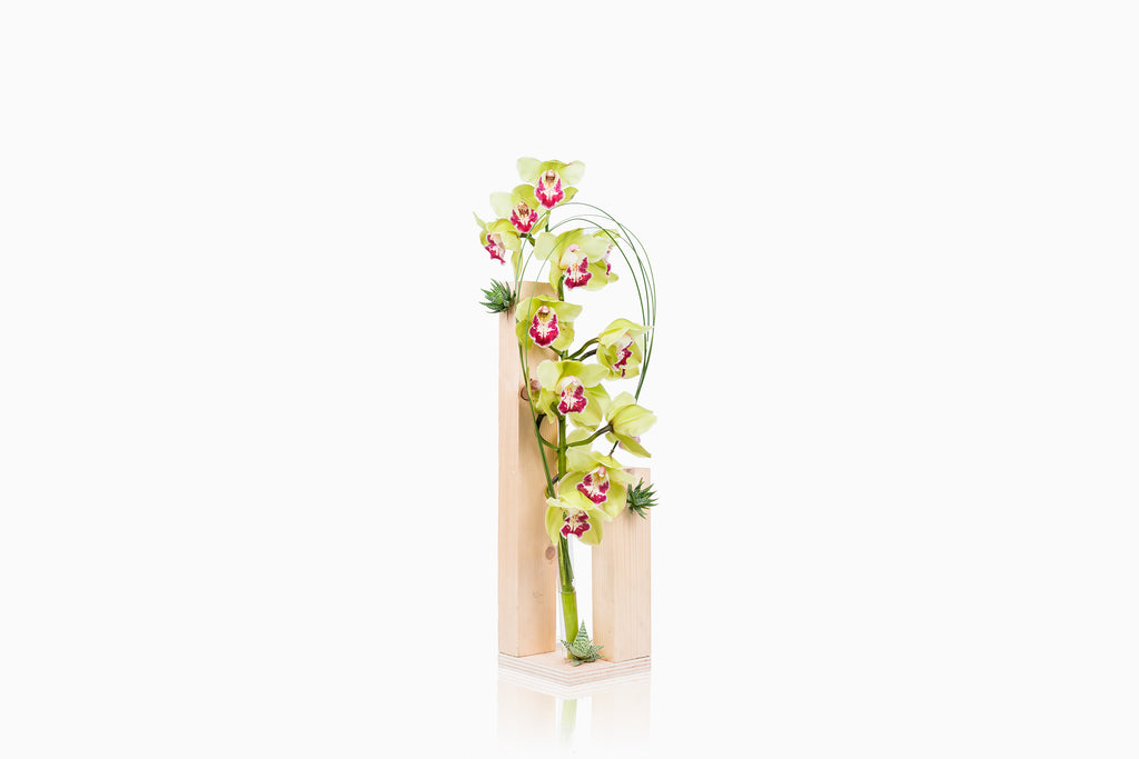 Estructura Cymbidium