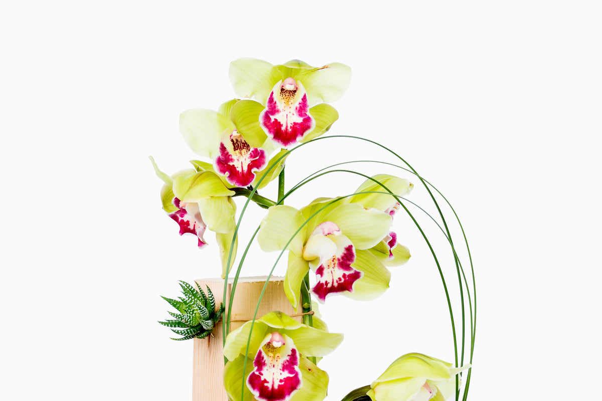 Estructura Cymbidium