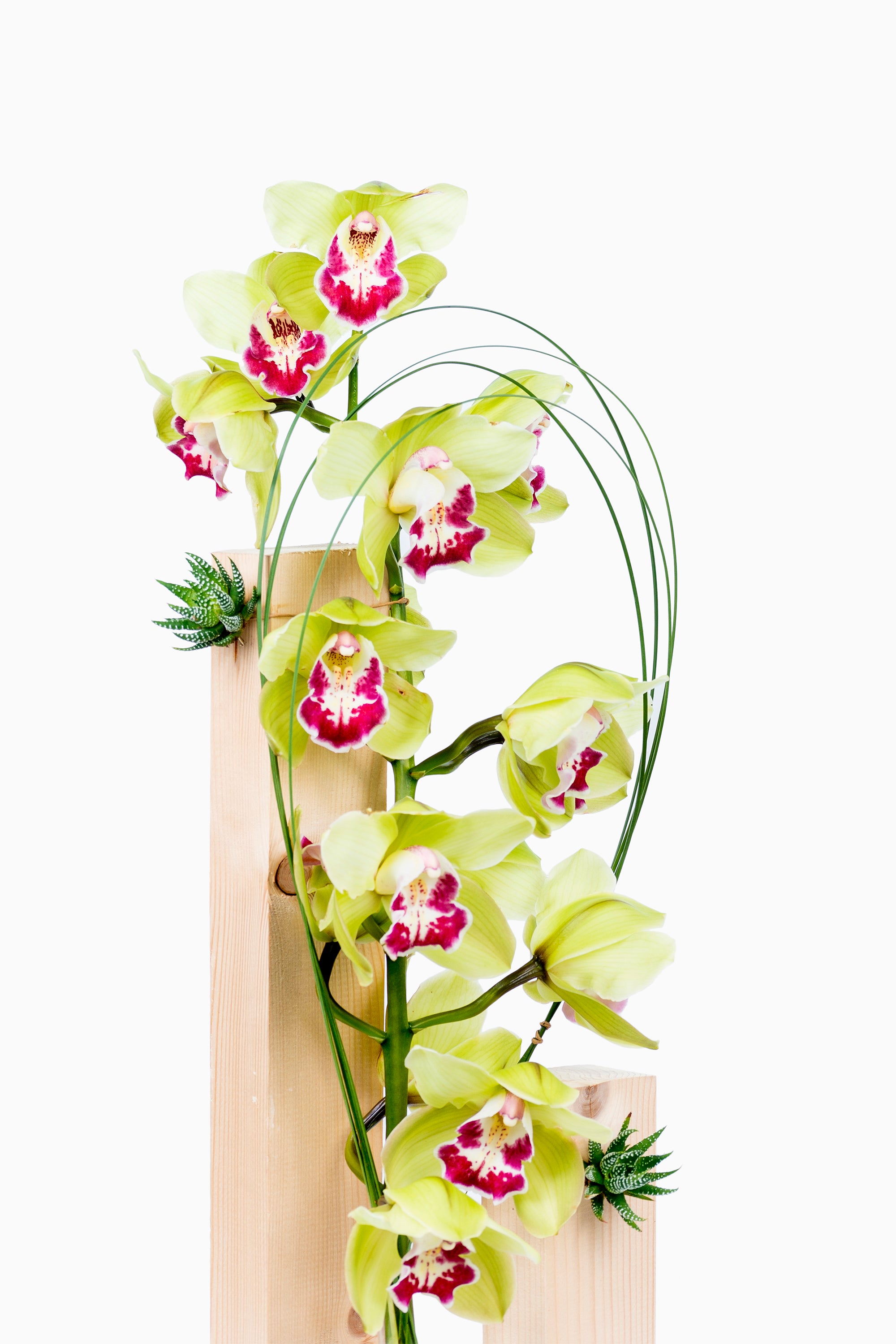 Estructura Cymbidium