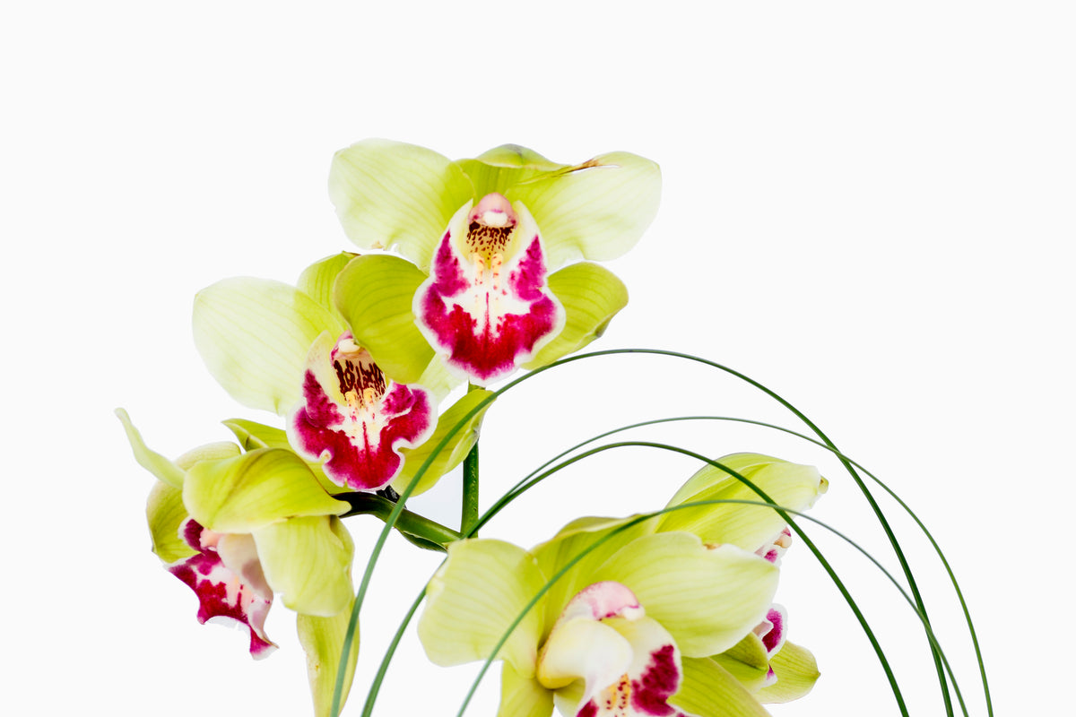 Estructura Cymbidium