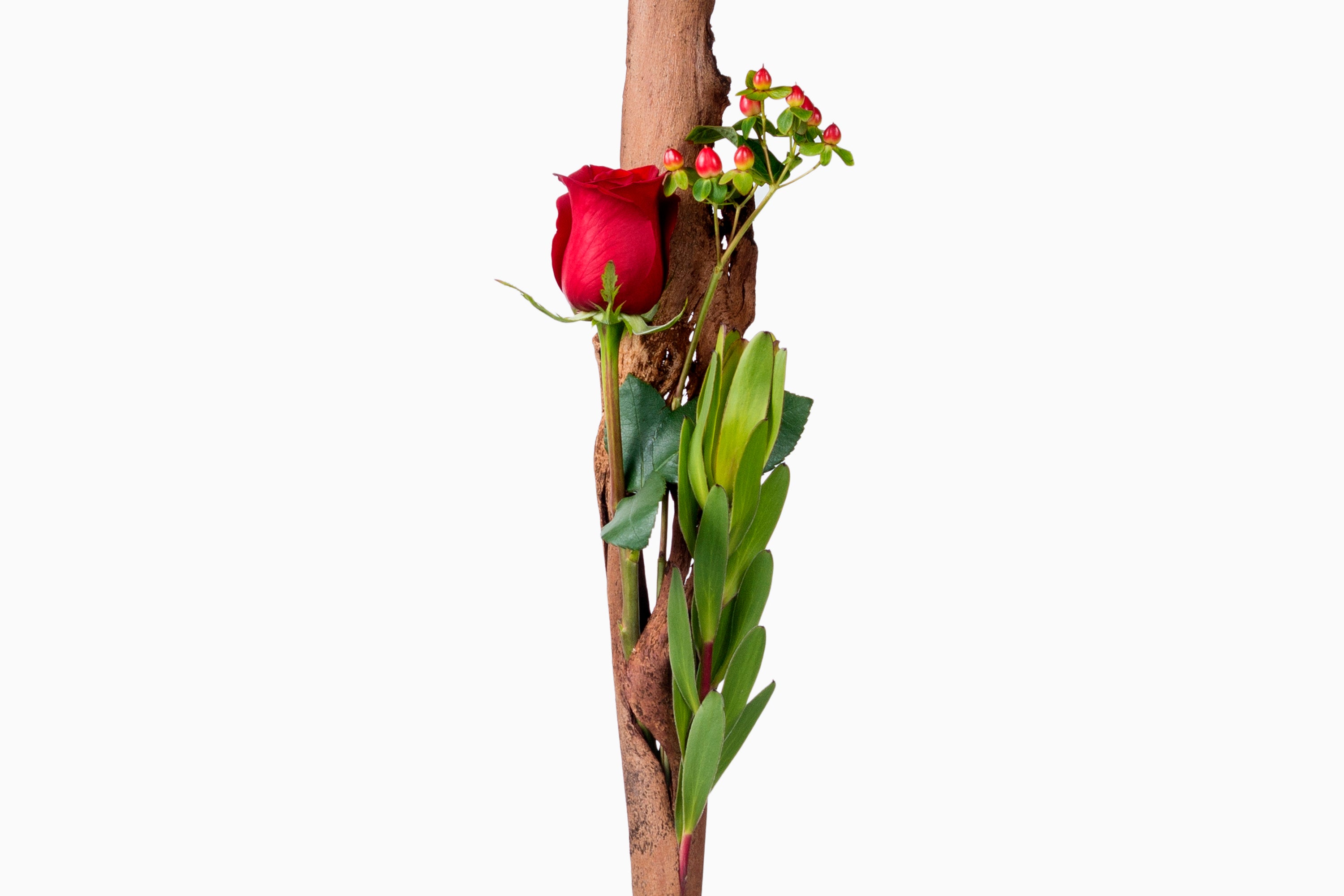 Rosa Roja en Corteza de Eucaliptus