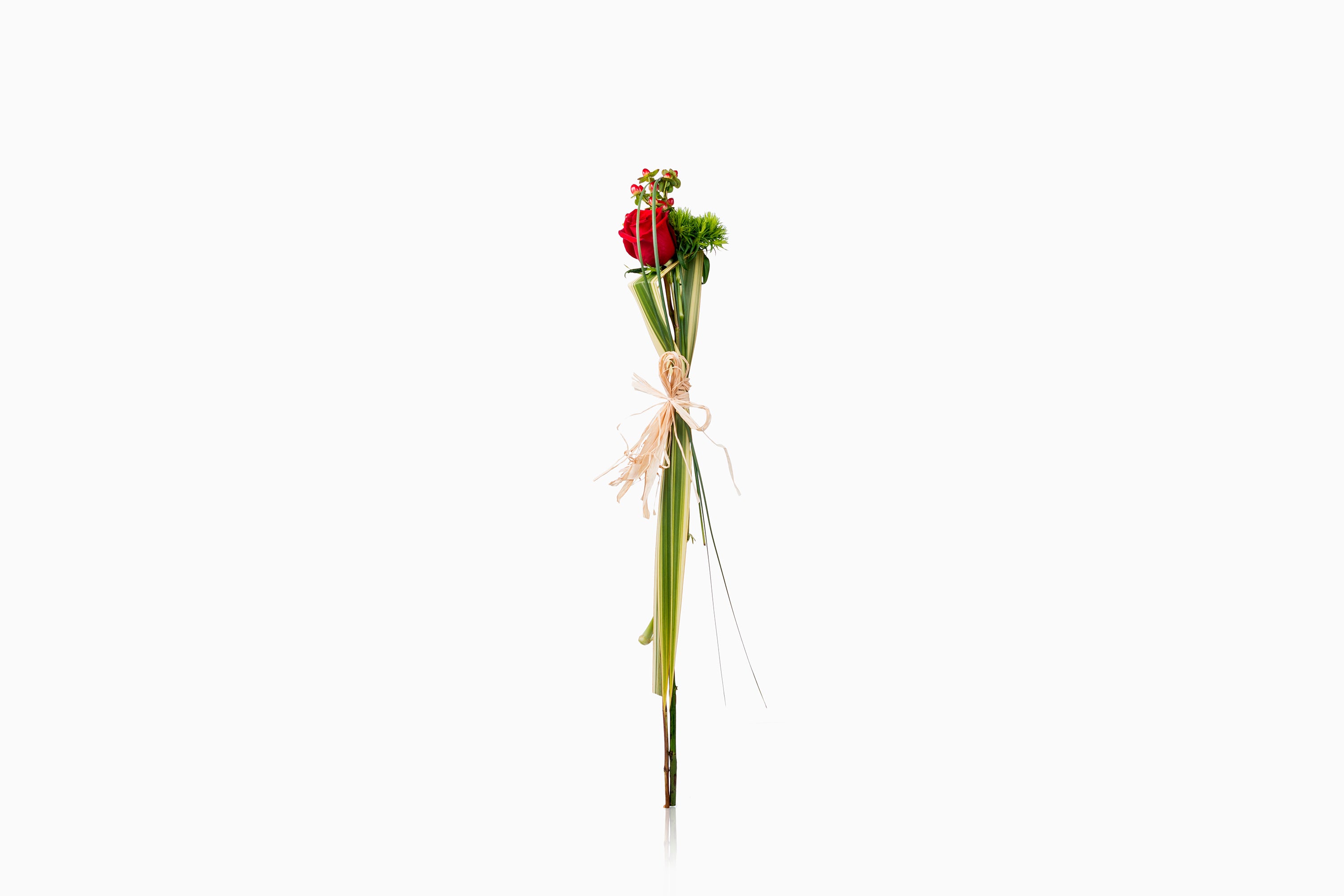 Rosa Roja con hoja de Phornium