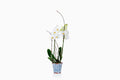 Orquídea Blanca con macetero