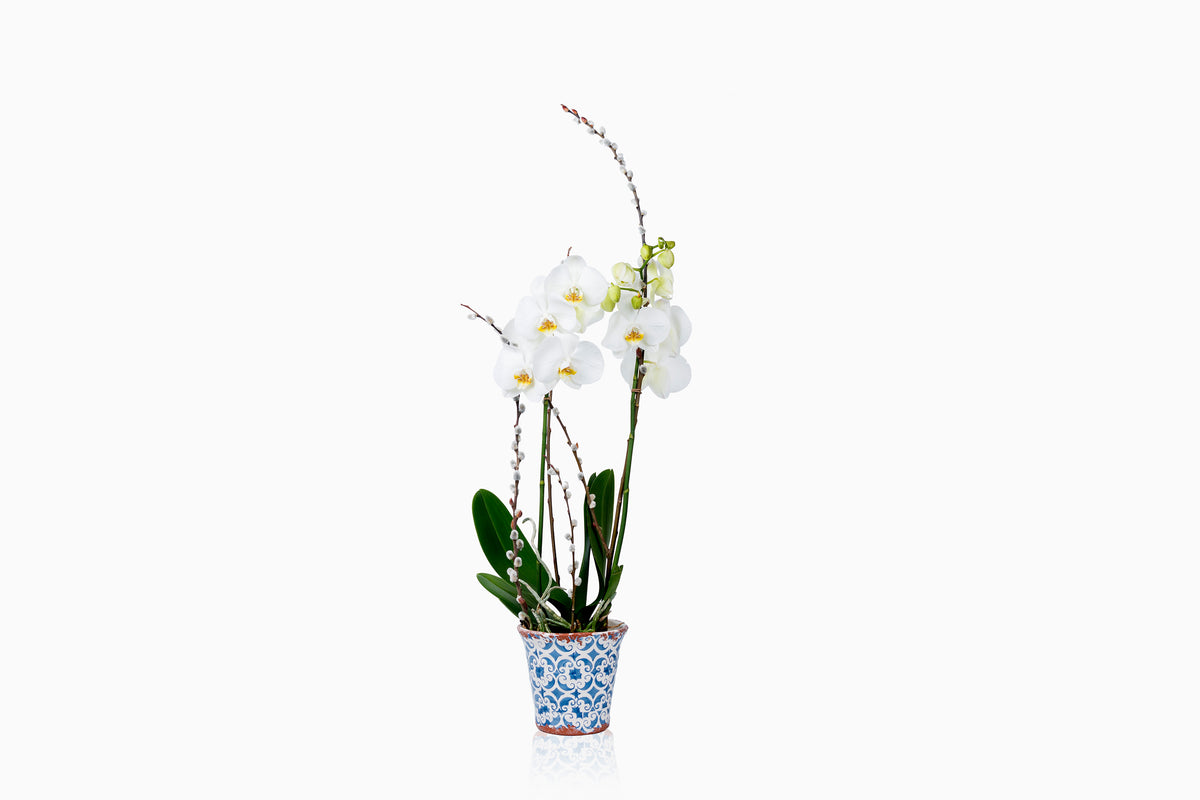 Orquídea Blanca con macetero