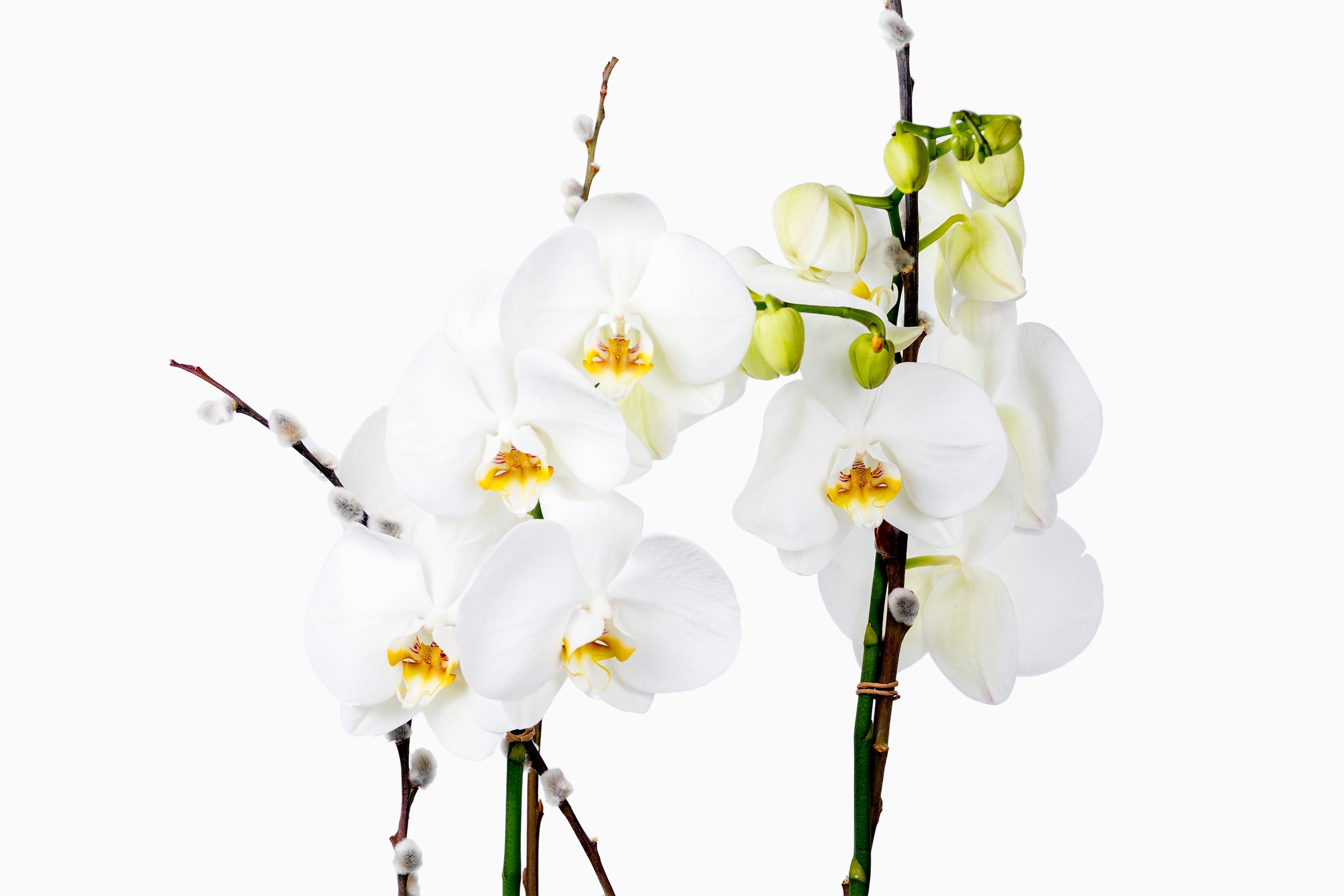 Orquídea Blanca con macetero