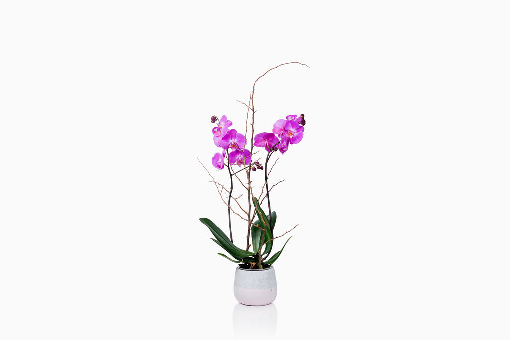 Orquídea fucsia con macetero