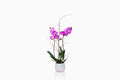 Orquídea fucsia con macetero