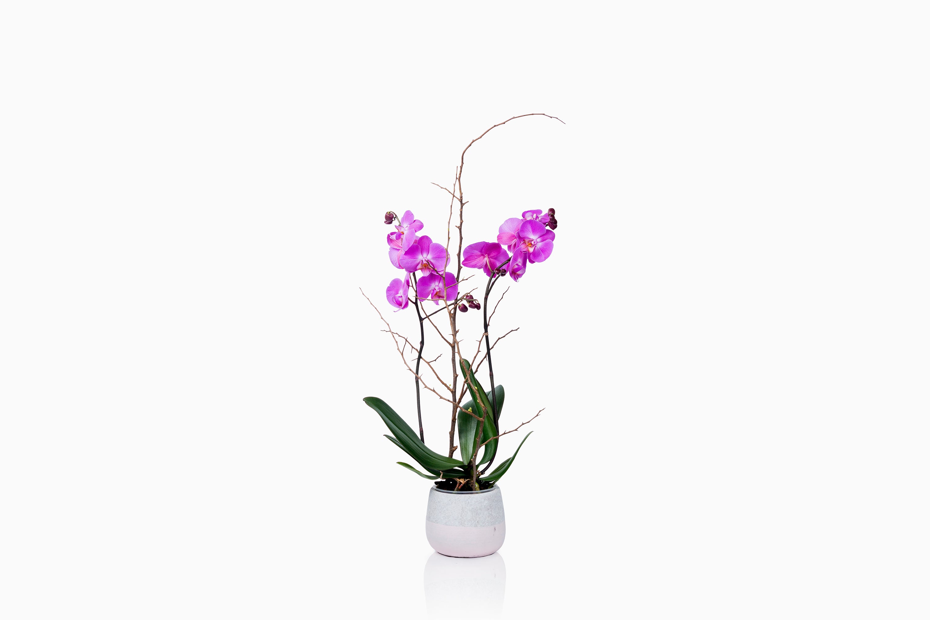 Orquídea fucsia con macetero