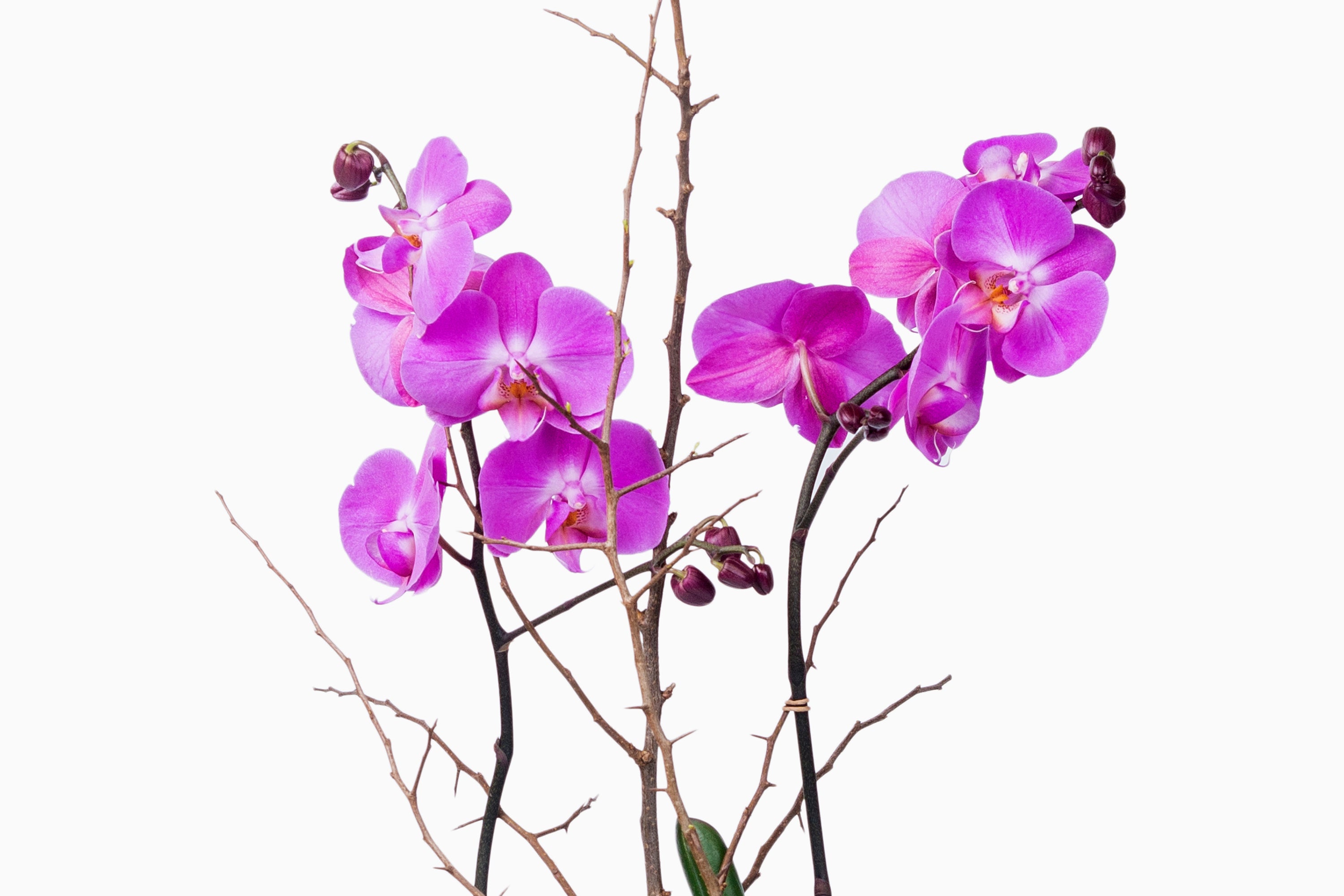 Orquídea fucsia con macetero